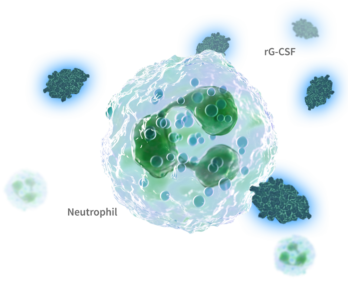 neutrophil vector image